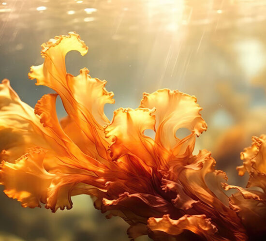 a close up of a brown algae