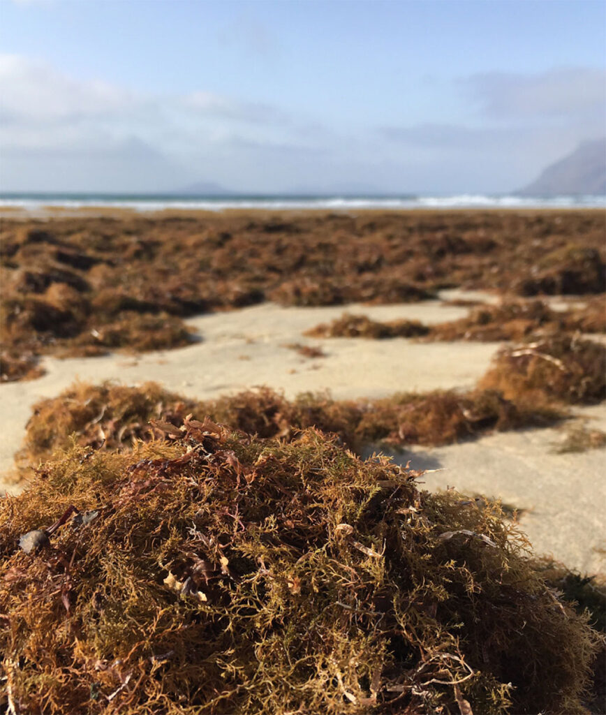 BROWN ALGAE – THE NEW MAJOR THREAT
